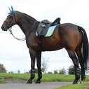 Prime Ombre Dressage Saddle Pad - Ocean Reef